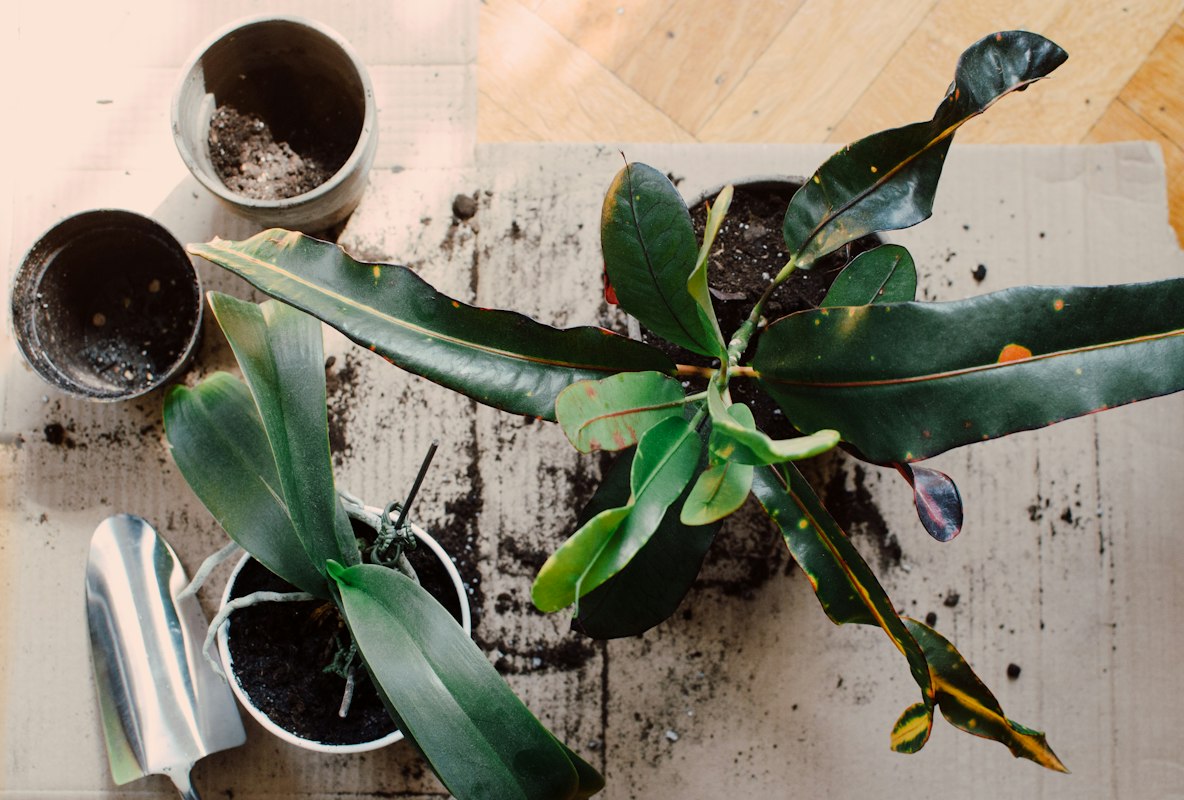 Monstera Pflanze mit großen Blättern